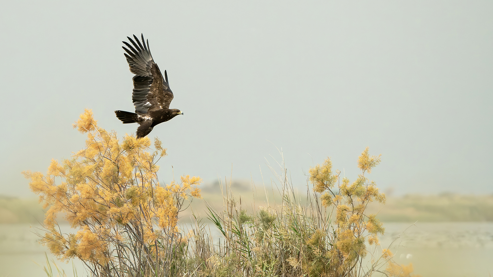 Greater Spotted Eagle